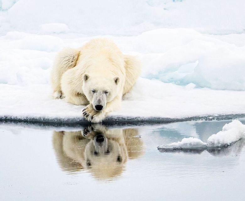 Arctic Polar Bear