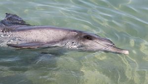 Dolphin At Monkey Mia 110381 © Tourism WA