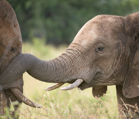 Sunway South Africa Kruger elephants (Bruce Taylor)