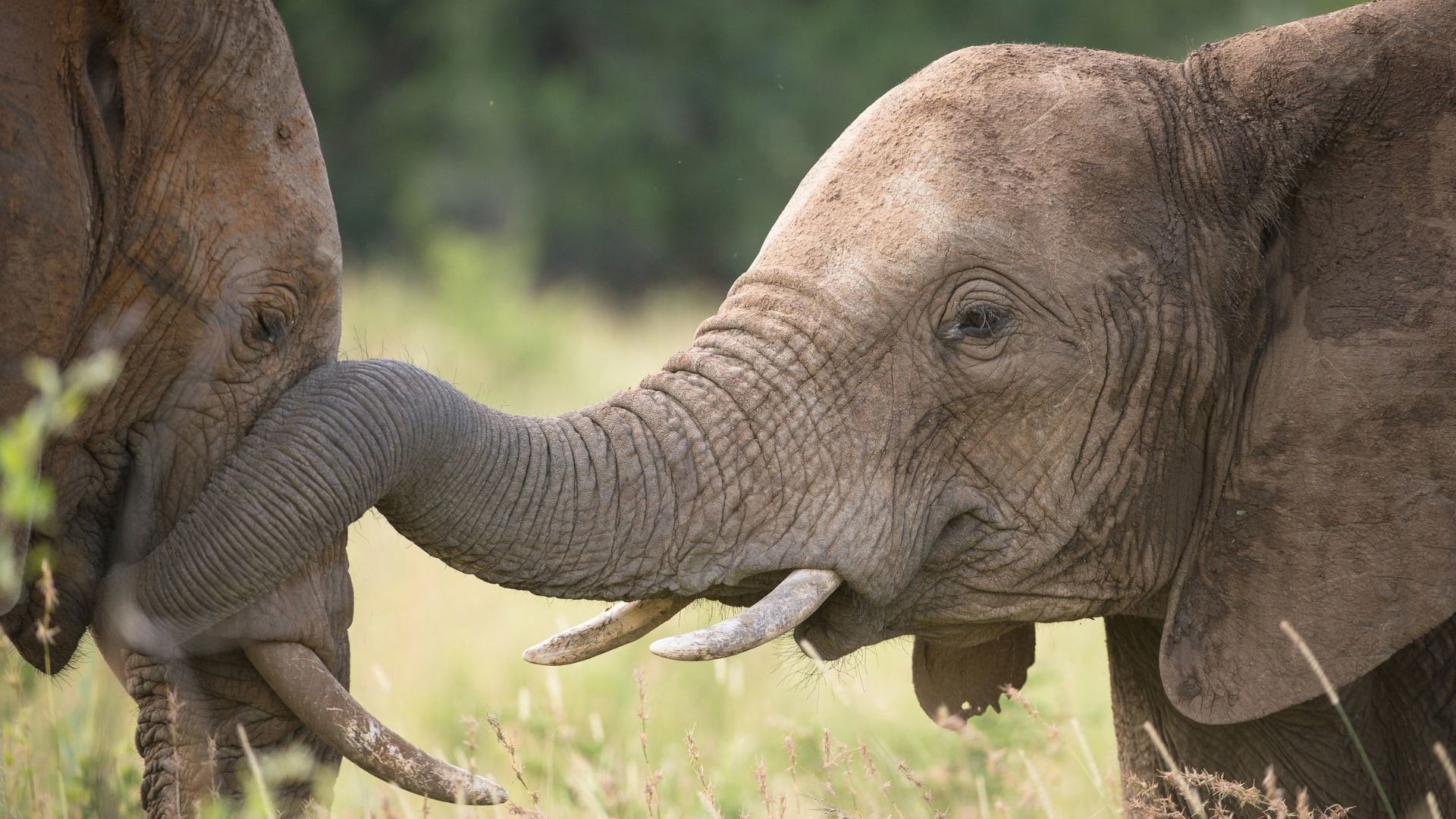You'll definitely see elephants on a South African safari. Image Credit: Bruce Taylor
