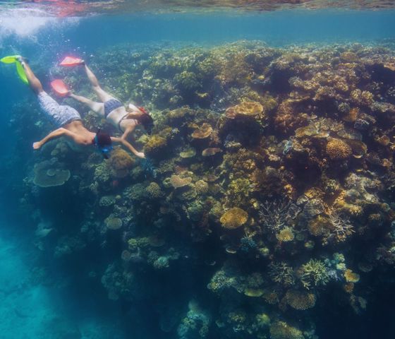 Cairns Snorkeling