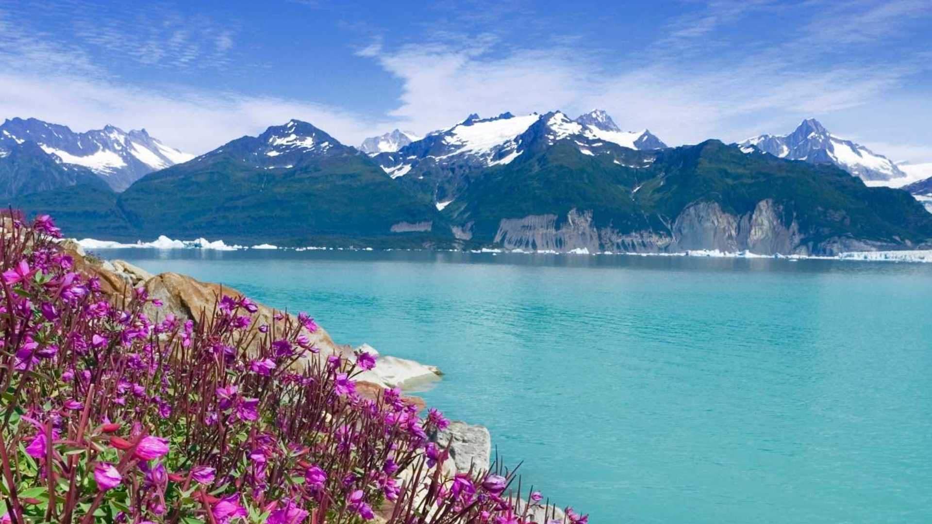 Sweet Peas Alsek Lake Alaska