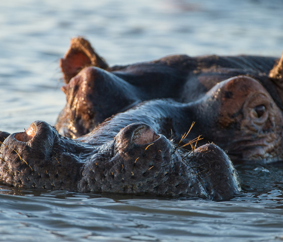 Sunway South Africa St Lucia hippo Bruce Taylor 4725