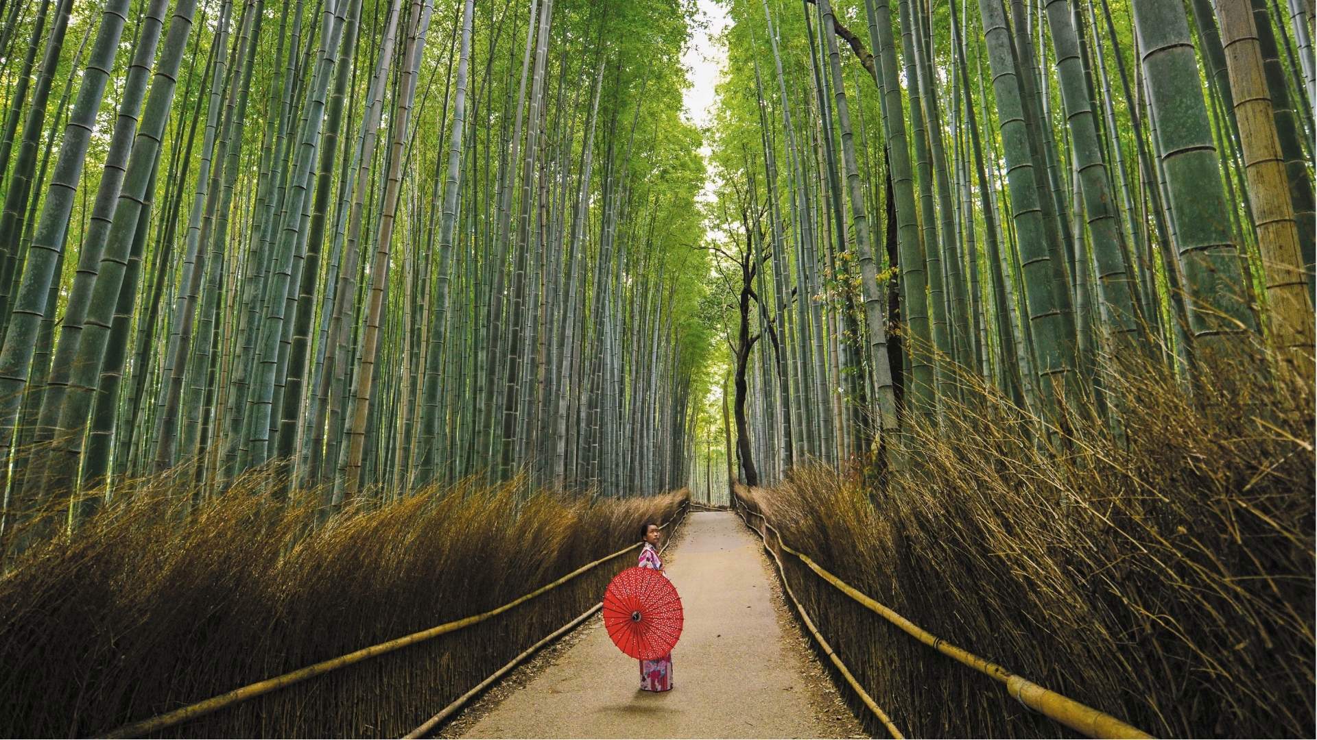 Sangano Bamboo Forest, Japan