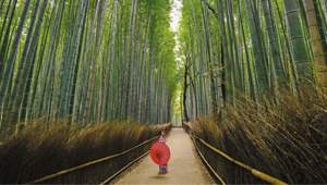 Sangano Bamboo Forest, Japan