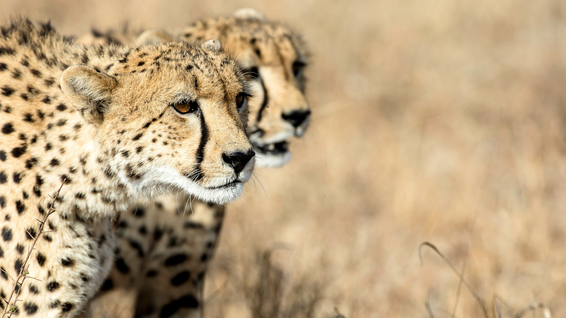 See cheetahs in the wild. Image Credit: Bruce Taylor