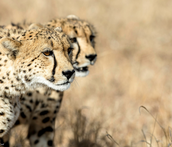 Sunway South Africa Kruger cheetah Bruce Taylor-
