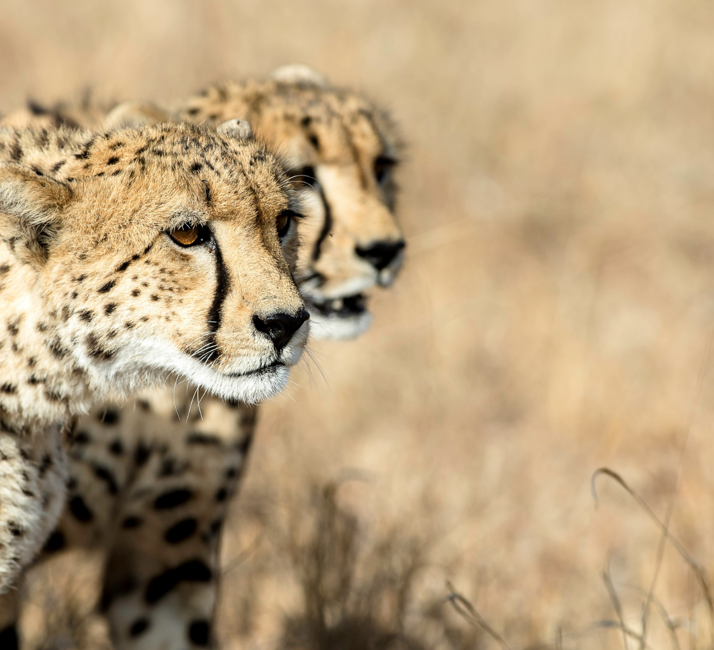 Sunway South Africa Kruger cheetah Bruce Taylor-