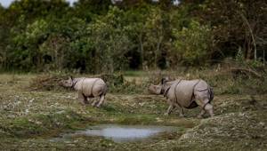 Kaziranga National Park India
