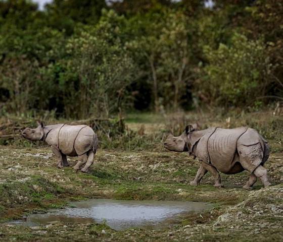 Pandaw KAZIRANGA NATIONAL PARK © Pandaw