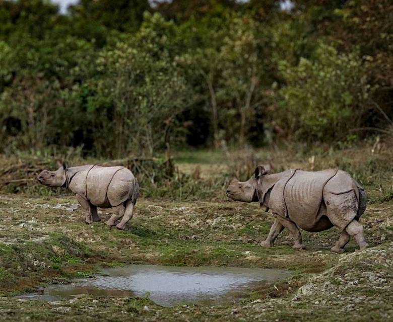 Pandaw KAZIRANGA NATIONAL PARK © Pandaw