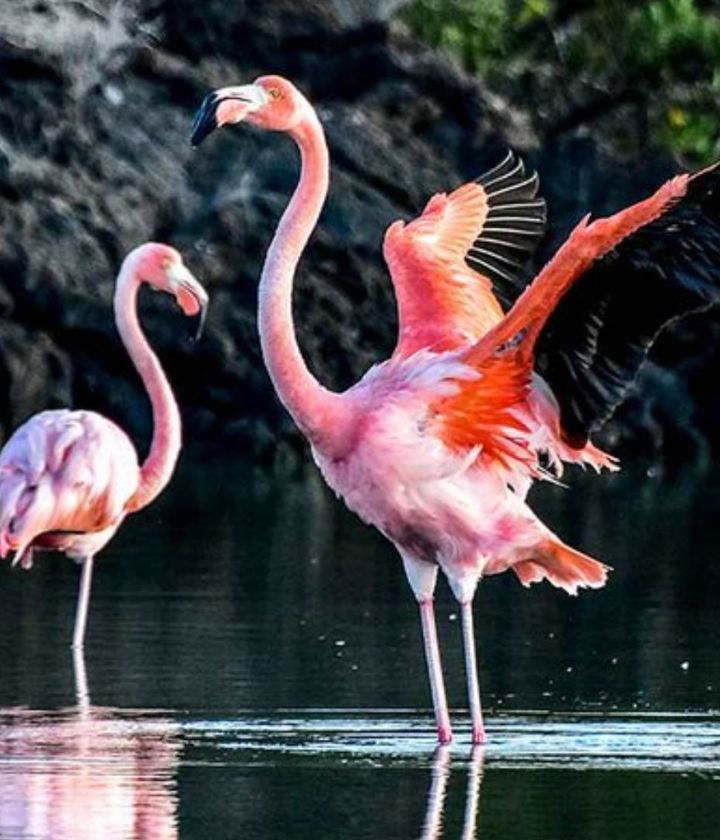 Flamingoes in Galapagos Ecuador