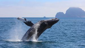 Globus Canada And Alaska Campaign Kenai Fjord NP