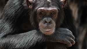 Swan Hellenic Sierra Leone