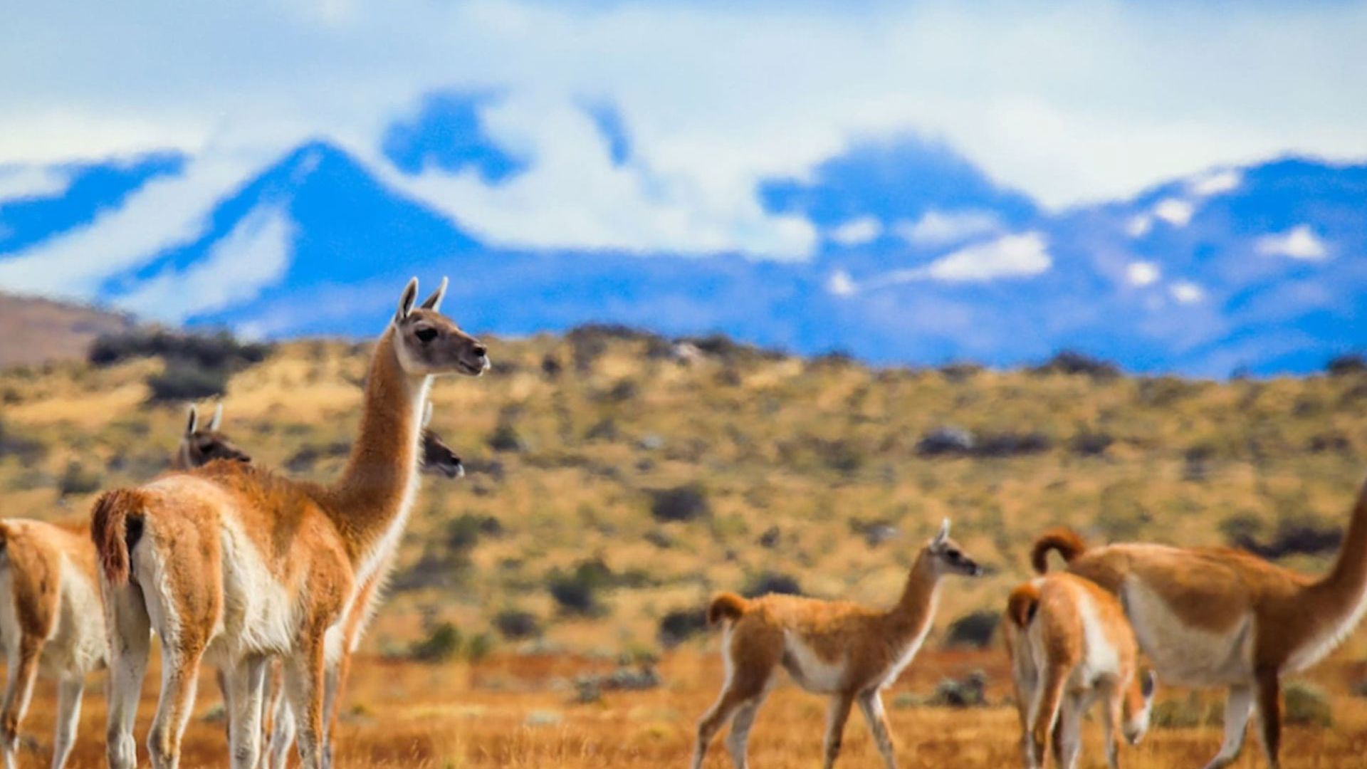 Deep Patagonia: Tierra del Fuego and Chilean Fjord  with Viva Expeditions