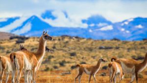 Deep Patagonia: Tierra del Fuego and Chilean Fjord  with Viva Expeditions