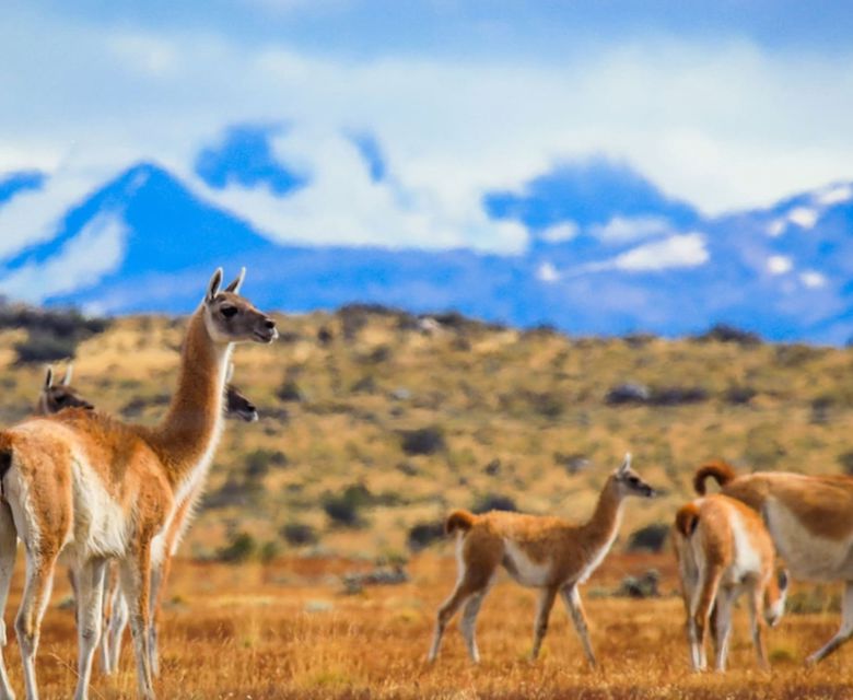 Deep Patagonia: Tierra del Fuego and Chilean Fjord  with Viva Expeditions