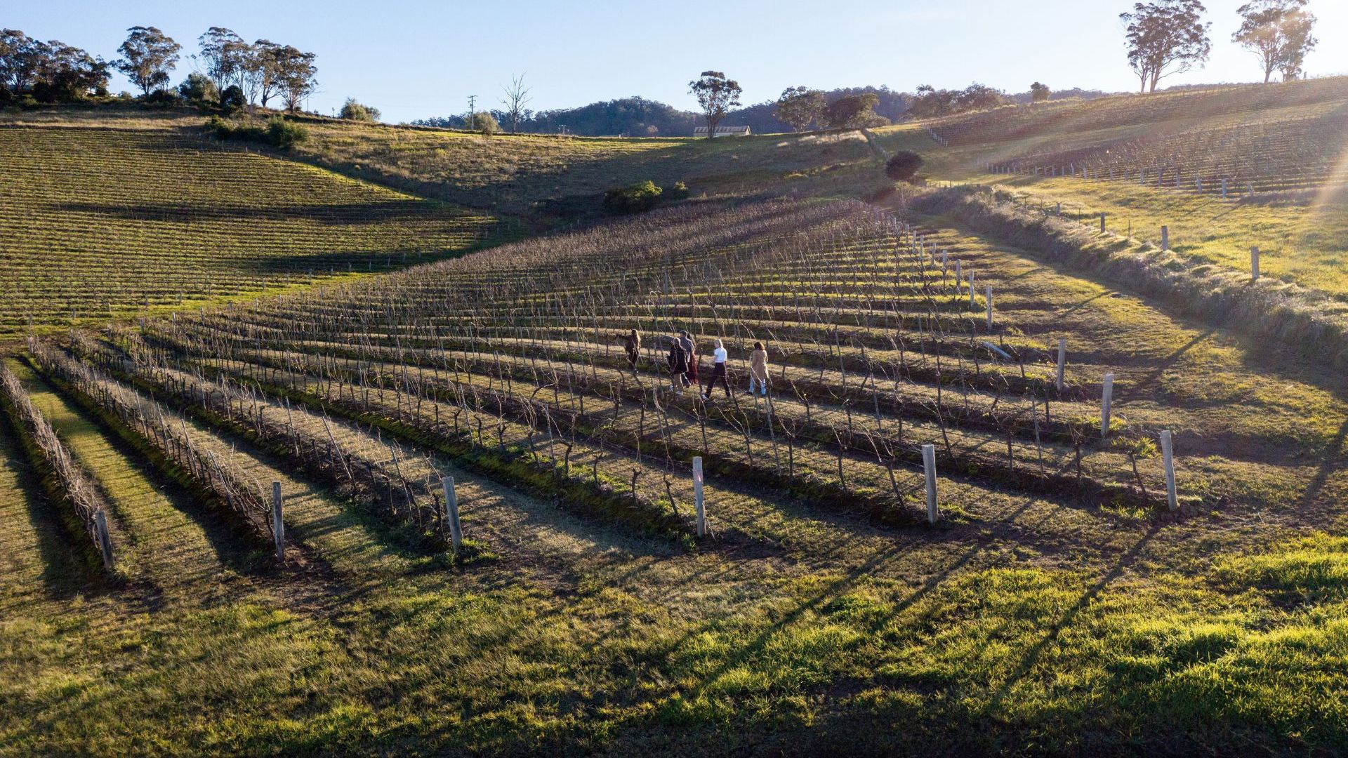 Briar Ridge Vineyard Hunter Valley. © Destination NSW