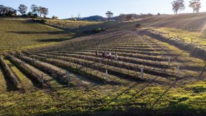 Briar Ridge Vineyard Hunter Valley. © Destination NSW