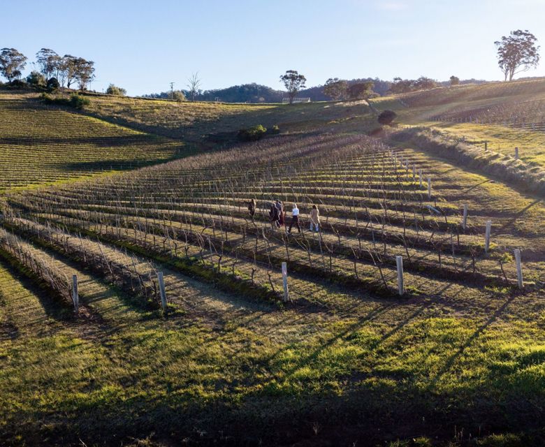 Briar Ridge Vineyard Hunter Valley. © Destination NSW