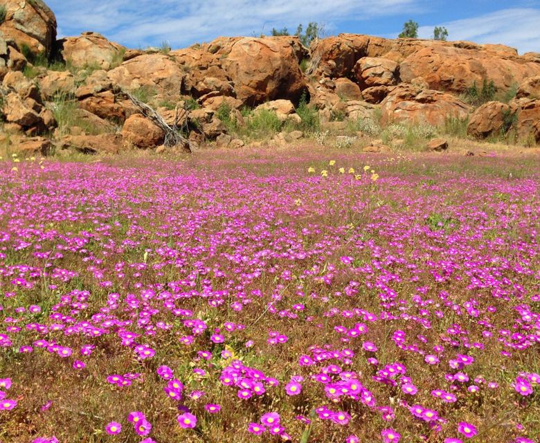 WA Wildflowers