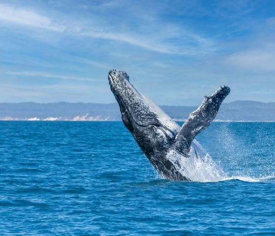 Australia - Whale breaching - Getty - 1339372432