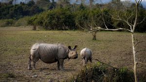 Kaziranga National Park