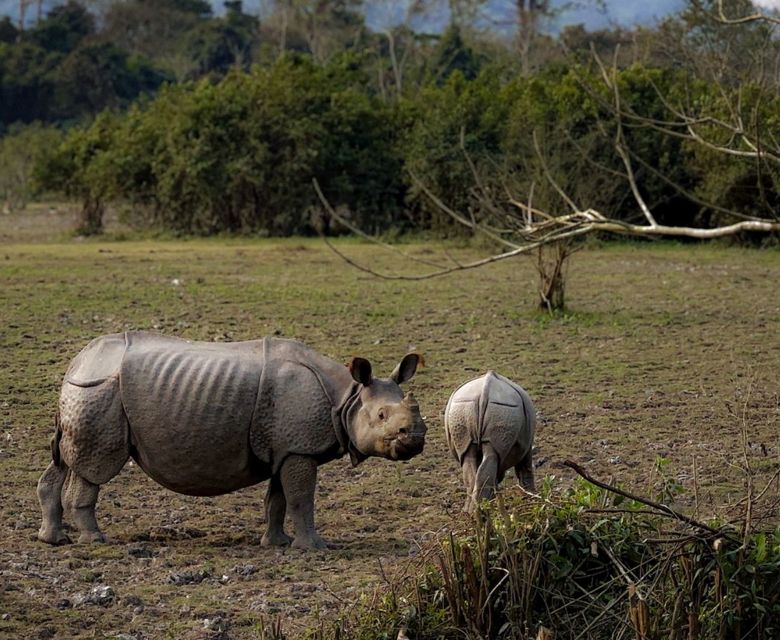 Kaziranga National Park