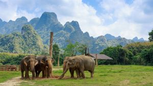 Elephant Hills: Jungle & Lake Camp Safari - Elephants