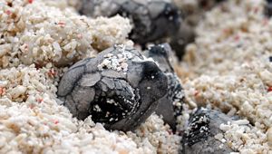 Lady Elliot Island Eco Resort - Turtle