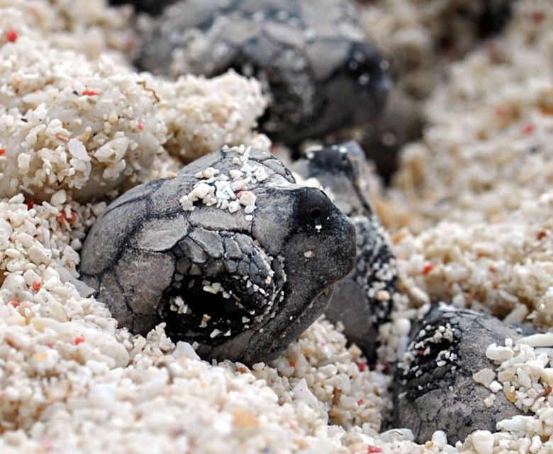 Lady Elliot Island Eco Resort - Turtle