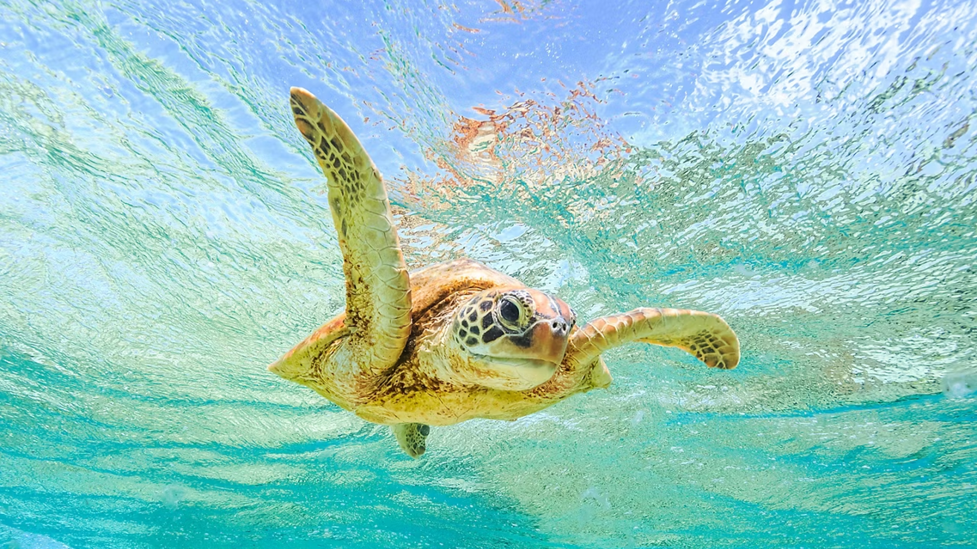 Willis Island, Australia Sea Turtle