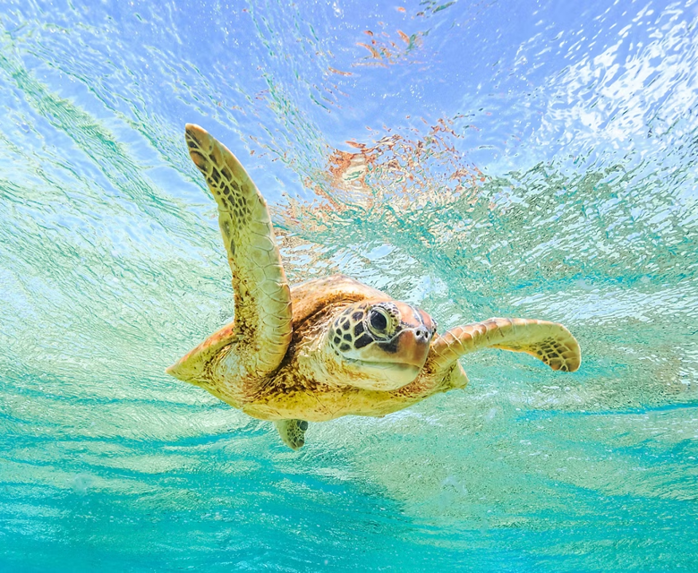 Willis Island, Australia Sea Turtle