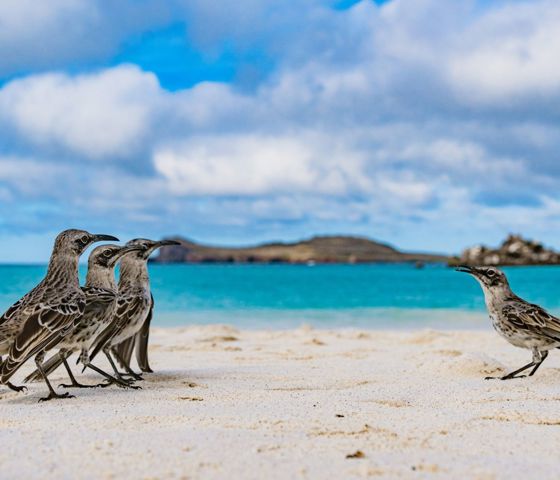 Galápagos Islands - Mockingbirds in Española Island