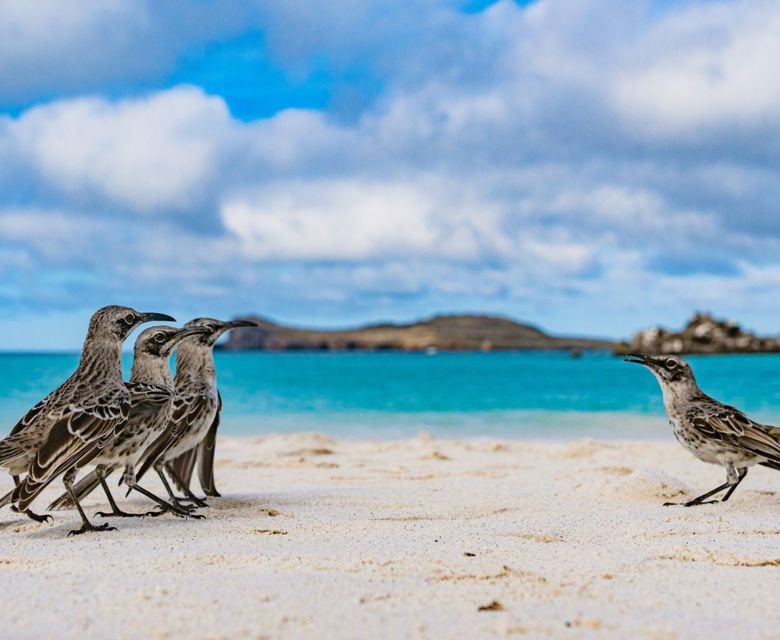 Galápagos Islands - Mockingbirds in Española Island
