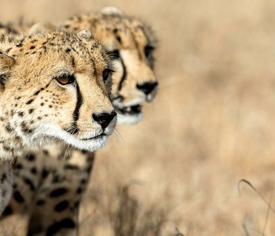 South Africa Kruger Cheetah
