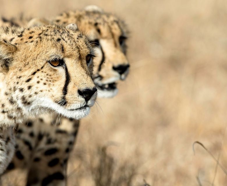 South Africa Kruger Cheetah