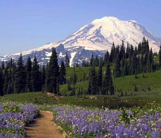 Mt. Rainier National Park
