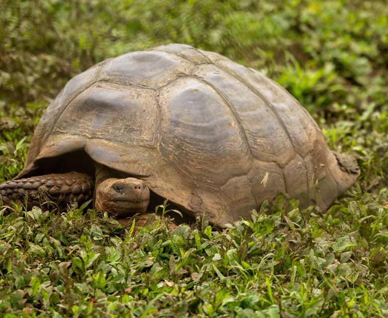 Giant Tortoise