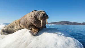 Northwest Passage Experience - Walrus