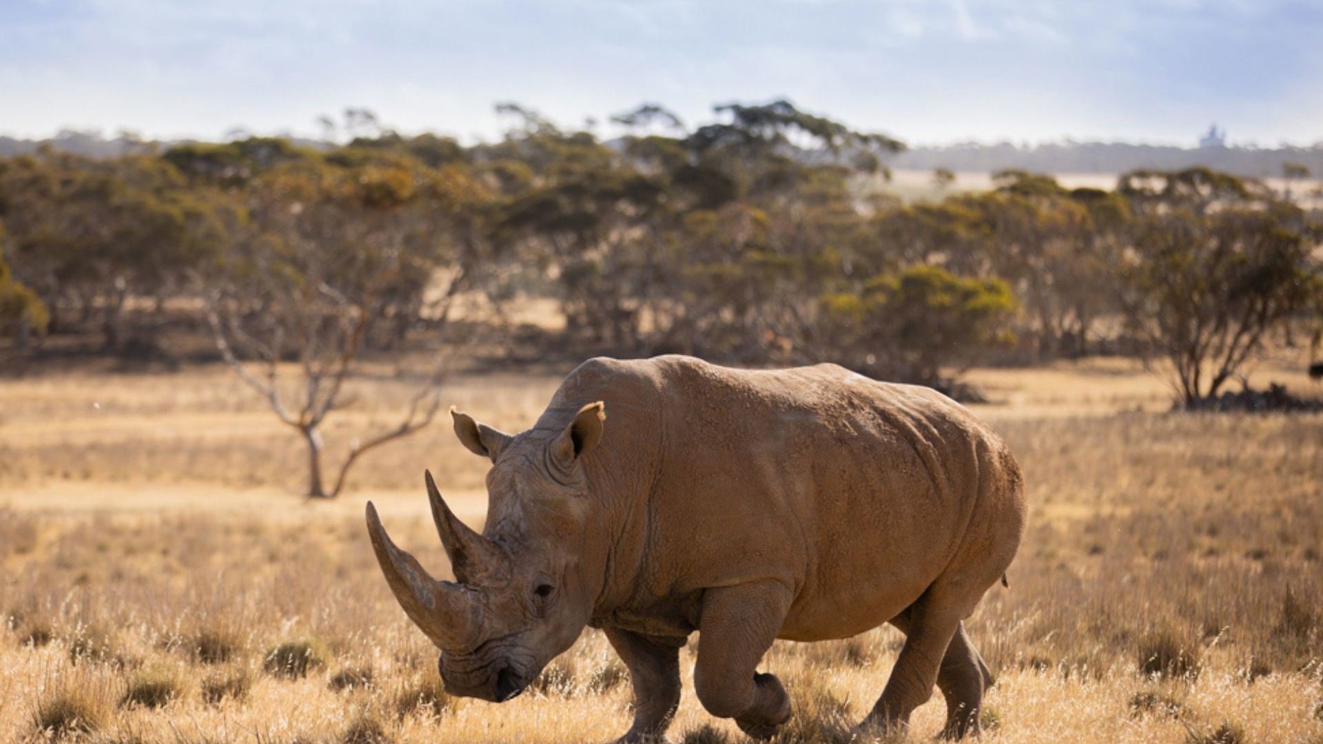 Monarto Safari Resort Rhino