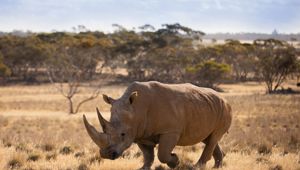 Monarto Safari Resort Rhino