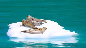 Seal in Juneau Alaska