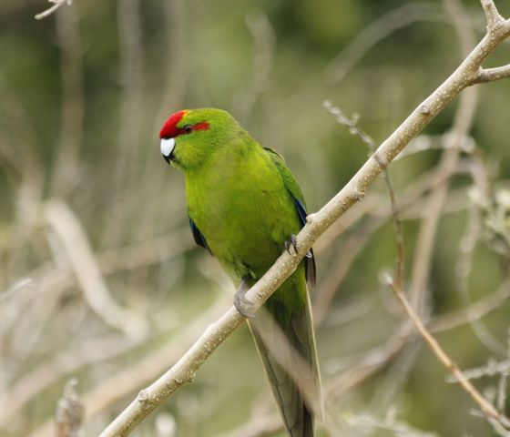 Parakeet