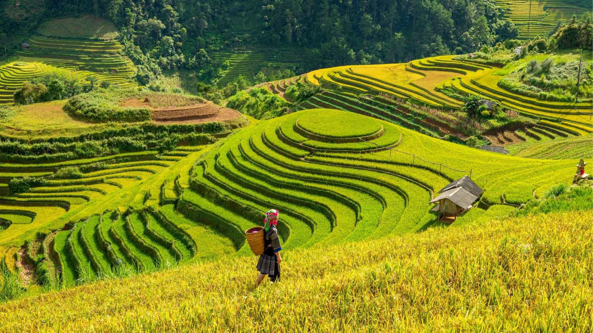 Vietnam Sapa Rice Fields