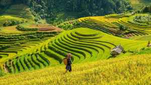 Vietnam Sapa Rice Fields