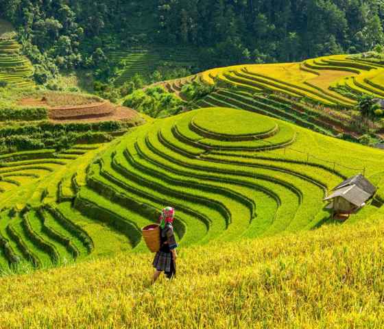 Vietnam Sapa Rice Fields
