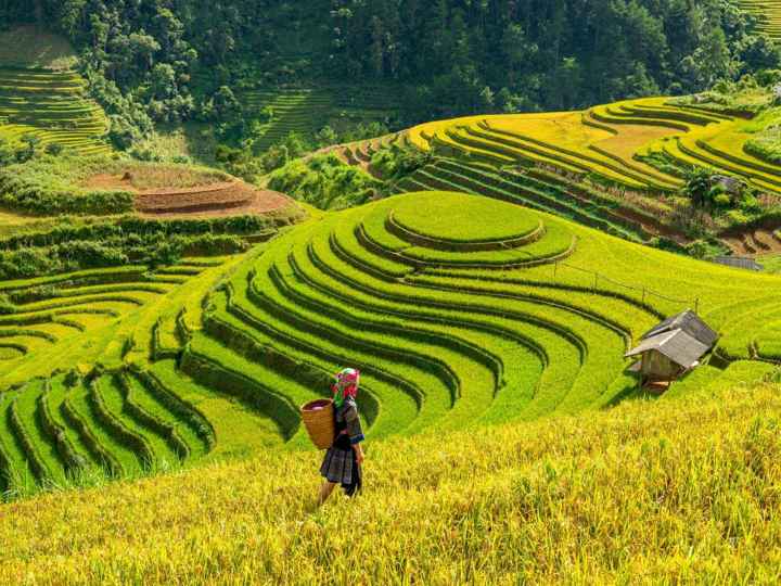 Vietnam Sapa Rice Fields