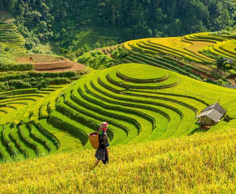 Vietnam Sapa Rice Fields
