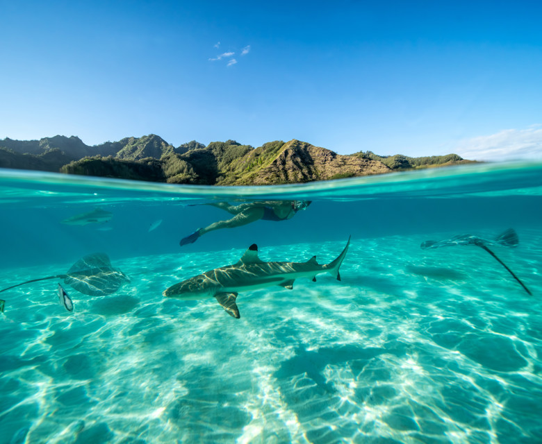 Snorkeling With Sharks And Rays In Moorea, Society Islands, French Polynesia